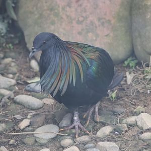 Nicobar pigeon (Caloenas nicobarica)