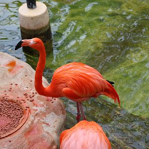 American flamingo (Phoenicopterus ruber)