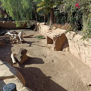 African porcupine and sulcata tortoise exhibit