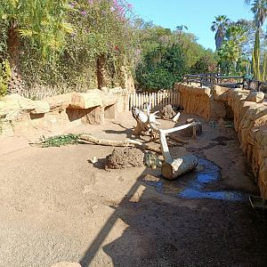African porcupine and sulcata tortoise exhibit