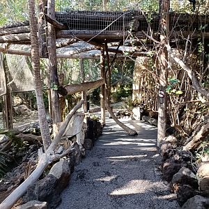 Ring-tailed lemur exhibit