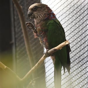 Red-fan parrot (Deroptyus accipitrinus)