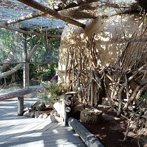 Ring-tailed lemur exhibit