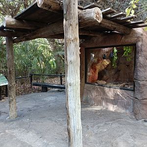 Viewing Burmese python exhibit