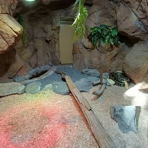 Burmese python exhibit