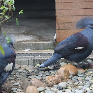 Western crowned pigeon (Goura cristata/Right) & Scheepmaker's crowned pigeon (Goura scheepmakeri/Left)