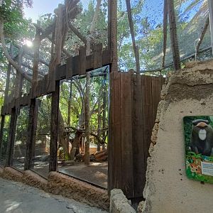 De Brazza's monkey exhibit
