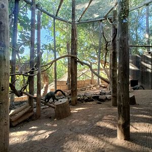 De Brazza's monkey exhibit