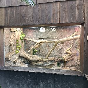 Boa constrictor exhibit