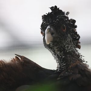 Female great curassow (Crax rubra)