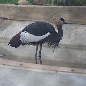 Black crowned crane (Balearica pavonina)