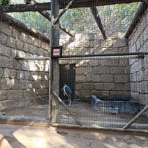 Marabou stork exhibit