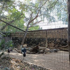 Grey crowned crane exhibit