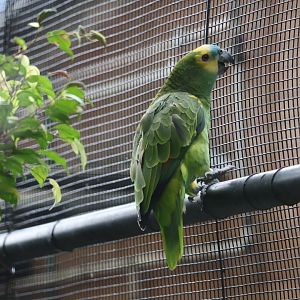 Blue-fronted amazon (Amazona aestiva)