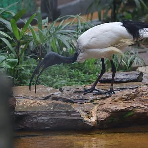 African sacred ibis (Threskiornis aethiopicus)