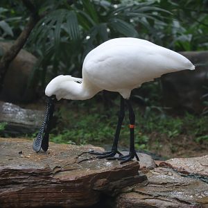 Black-faced spoonbill (Platalea minor)