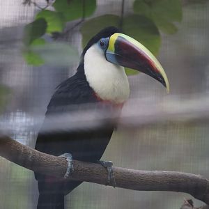 White-throated toucan (Ramphastos tucanus)