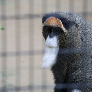 De Brazza's monkey (Cercopithecus neglectus)