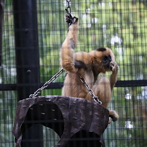 Yellow-cheeked gibbon (Nomascus gabriellae)