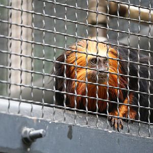 Golden-headed lion tamarin (Leontopithecus chrysomelas)