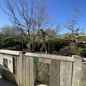 Outdoors mixed tree kangaroo and dusky pademelon enclosure