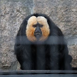 White-faced saki (Pithecia pithecia)
