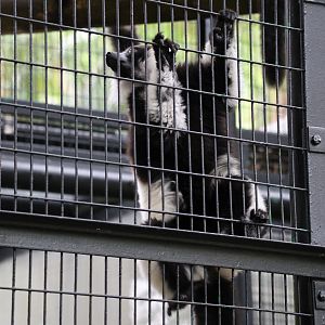 Black-and-white ruffed lemur (Varecia variegata)