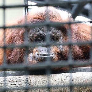 Bornean orangutan (Pongo pygmaeus)