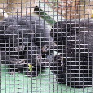Siamang (Symphalangus syndactylus)