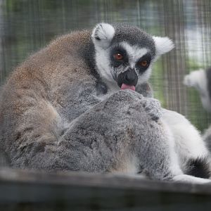 Ring-tailed lemur (Lemur catta)