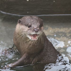 Asian small-clawed otter (Aonyx cinereus)