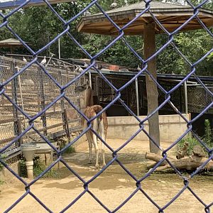 Guanaco (Lama guanicoe)