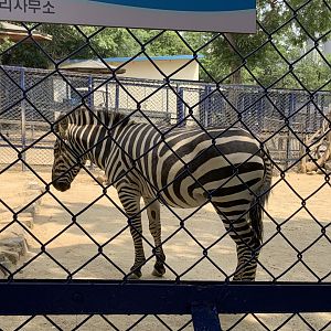 Plains zebra (Equus quagga)