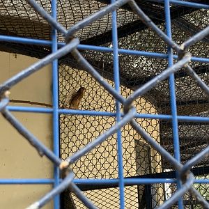 Common kestrel (Falco tinnunculus)
