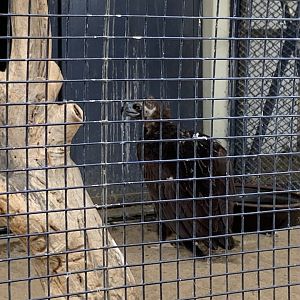 Cinereous vulture (Aegypius monachus)