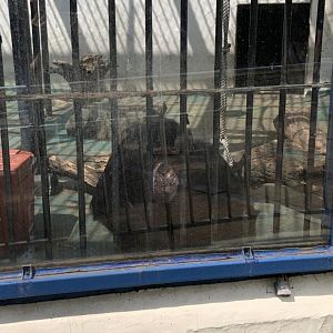 Chimpanzee (Pan troglodytes)