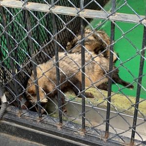 Common raccoon dog (Nyctereutes procyonoides)