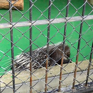 African crested porcupine (Hystrix cristata)