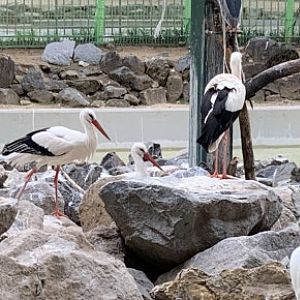White stork (Ciconia ciconia)