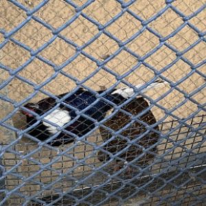 Swinhoe's pheasant (Lophura swinhoii)