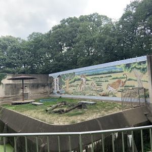 Bengla tiger enclosure