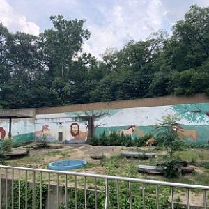 African lion enclosure