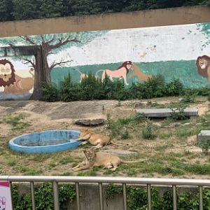 African lion (Panthera leo)