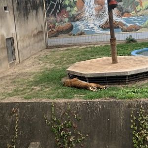Bengal tiger (Panthera tigris tigris)