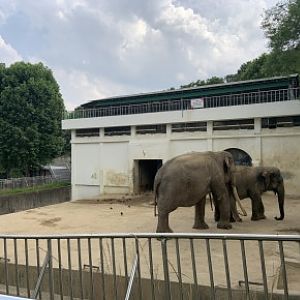 Asian elephant enclosure (Currently only housing one female/Elephas maximus)