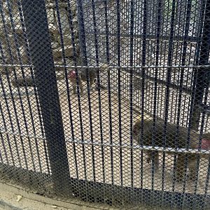 Hamadryas baboon (Papio hamadryas)