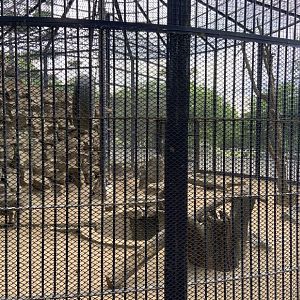 Japanese macaque (Macaca fuscata)