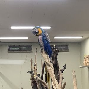 Blue-and-yellow macaw (Ara ararauna)
