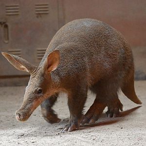Aardvark