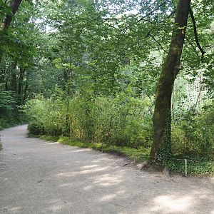 Walkway alongside the Guianan bearded saki island in the Bolivian squirrel monkey forest area, 2024-08-18
